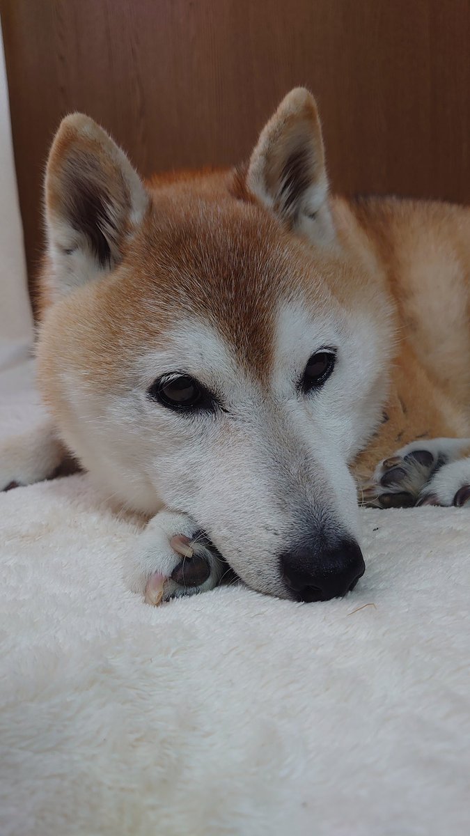 rin__meko's tweet photo. 柴犬の日ということでうちの子たち見てください🐶🐶👀
#柴犬
#柴犬を崇めよ 
#柴犬のいる暮らし
#柴犬の日 https://t.co/TqKFJROU7q