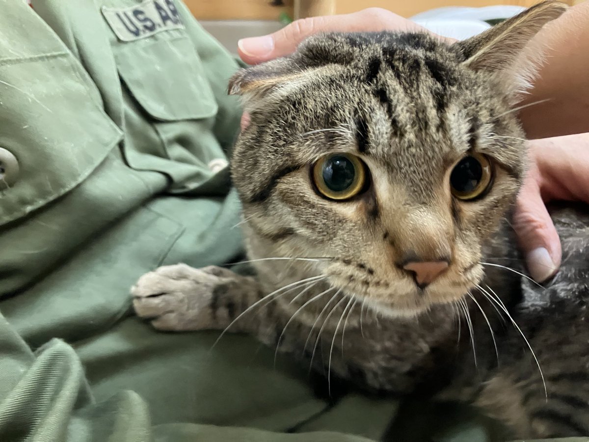 NPO法人地域猫管理協会 tweet media