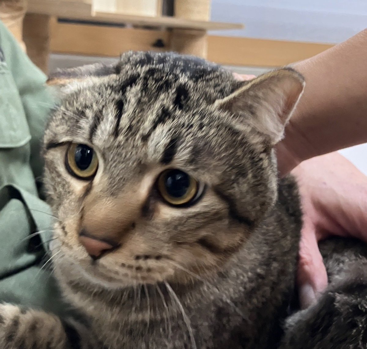 NPO法人地域猫管理協会 tweet media