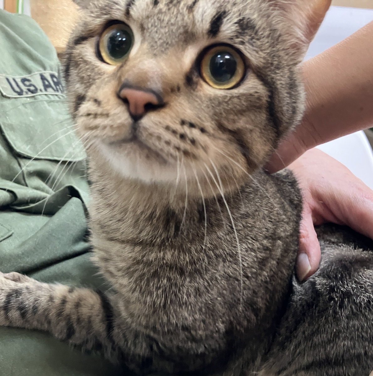 NPO法人地域猫管理協会 tweet media