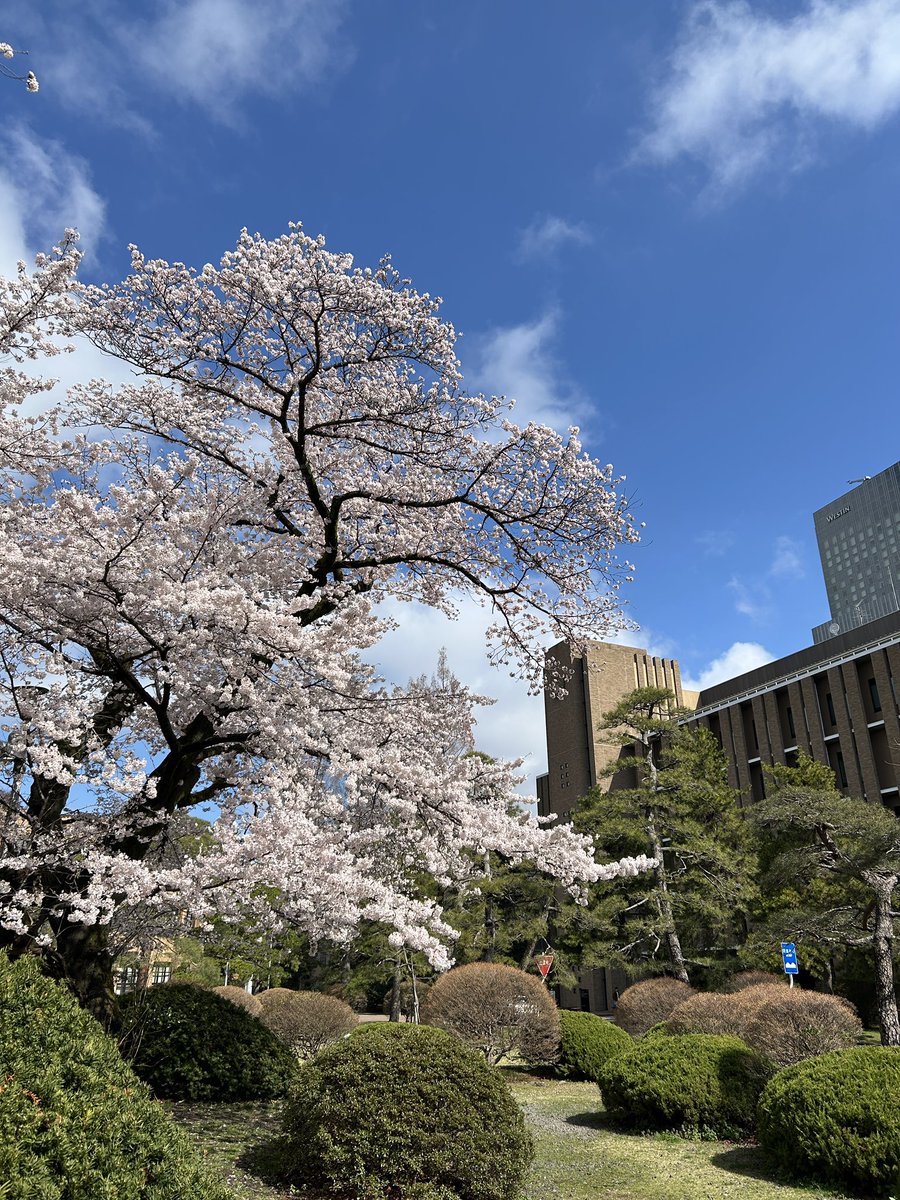 seafish05's tweet photo. 桜 https://t.co/IjAVbf3XZv