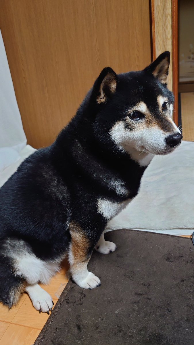 rin__meko's tweet photo. 柴犬の日ということでうちの子たち見てください🐶🐶👀
#柴犬
#柴犬を崇めよ 
#柴犬のいる暮らし
#柴犬の日 https://t.co/TqKFJROU7q