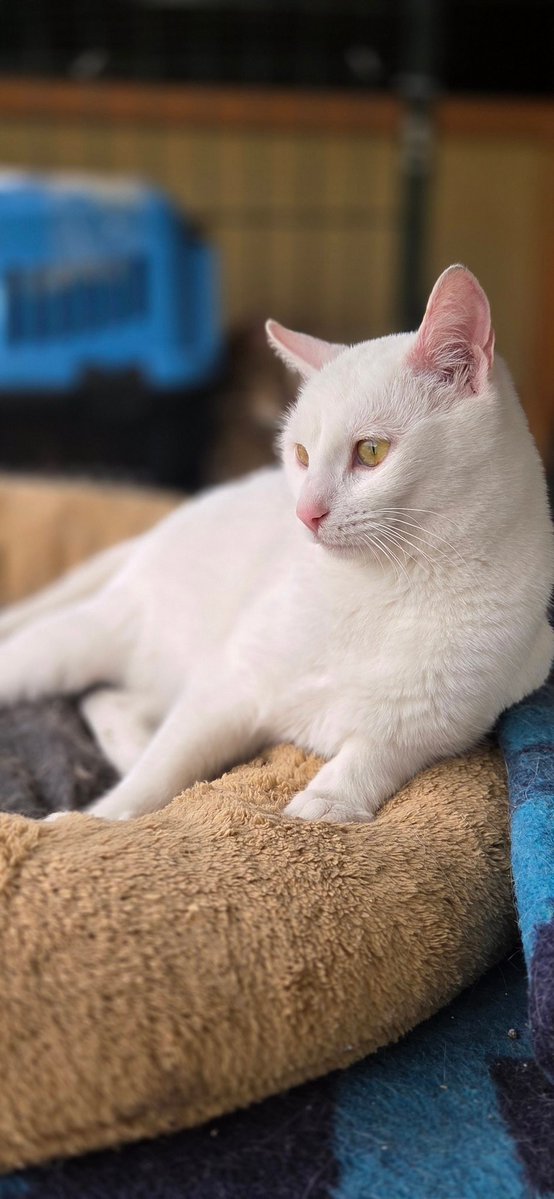 Yeşim Çamlısoy tweet media