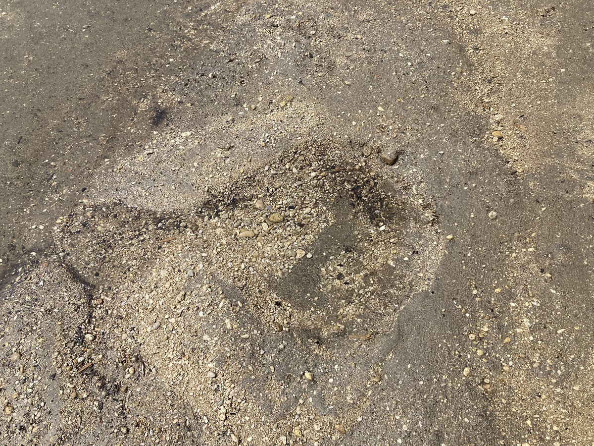 シーラカワスの鱗とサメ🦈 tweet media