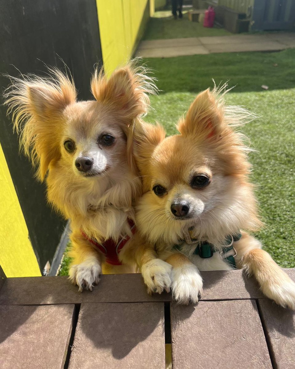 DogsTrust West Calder (Edinburgh) and Dundee tweet media