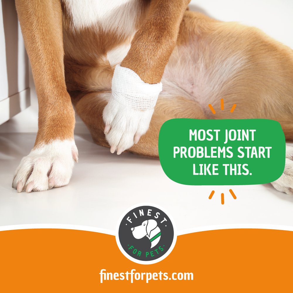 FinestForPets's tweet image. Early joint signs can be subtle - slower walks or hesitation jumping. Learn more: finestforpets.com

#FinestForPets #JointRepairChews #DogJointHealth