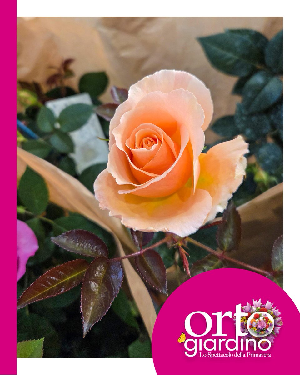 Anche chi è alle prime esperienze può dedicarsi con successo alla coltivazione delle rose🌹 

La chiave sta in poche attenzioni costanti: scegliere una varietà adatta allo spazio che si ha in giardino, garantire molte ore di luce e un terreno ben drenato.