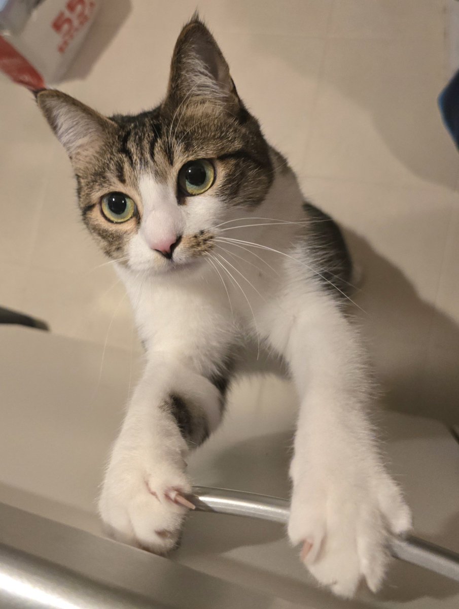 まりもちゃん！と🧌 tweet media