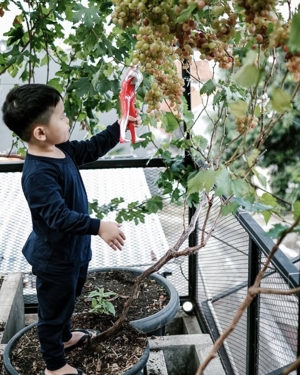 Container gardening tweet media