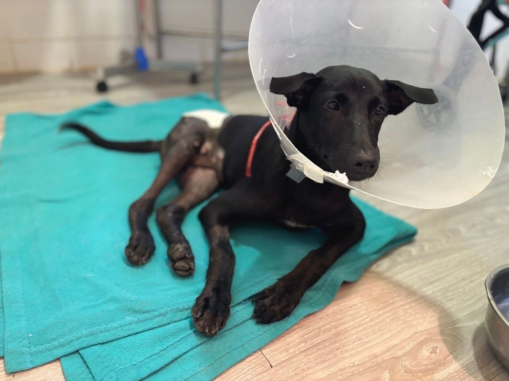 TMTRD - The Man That Rescues Dogs Foundation tweet media