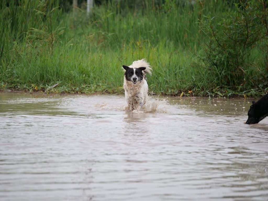 TMTRD - The Man That Rescues Dogs Foundation tweet media
