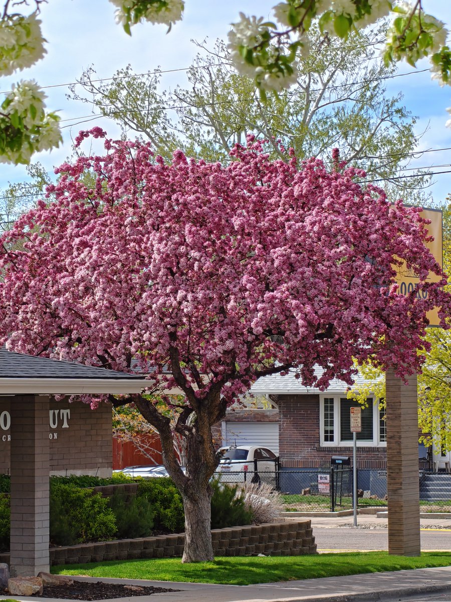 fahim_al_mahmud's tweet image. Spring is easily one of my favorite times of the year, Pocatello is looking extra beautiful 😍

OnePlus 15  📸

#shotOnOnePlus #shotOnSnapdragon