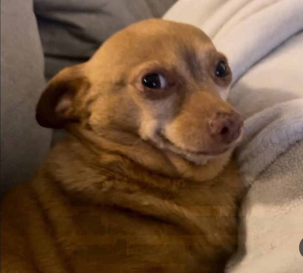 Gaurang ✨ tweet media