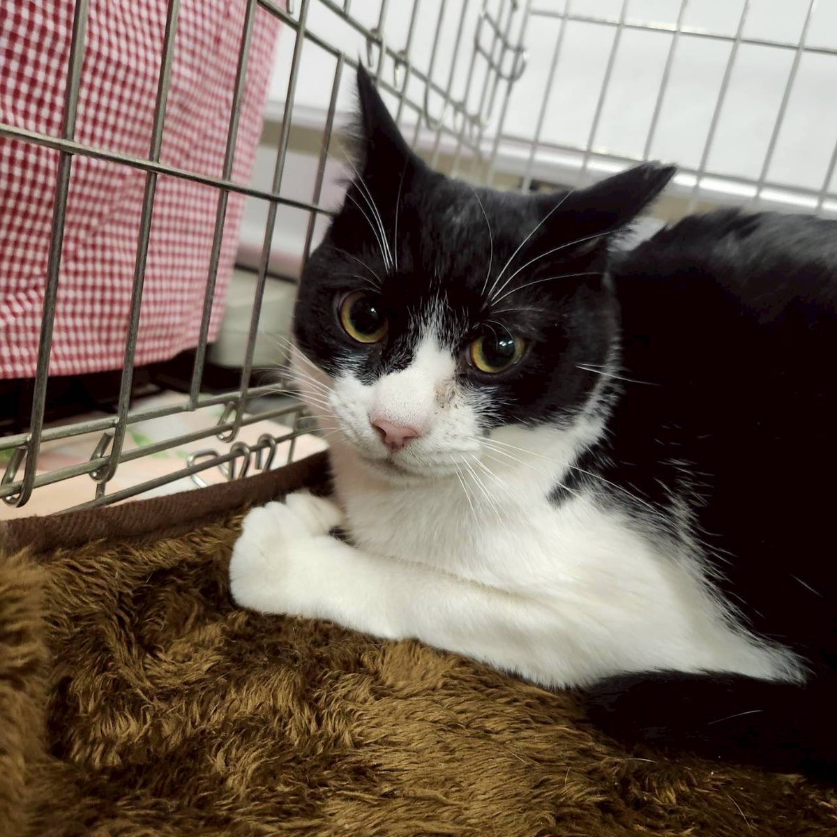 NPO法人地域猫管理協会 tweet media