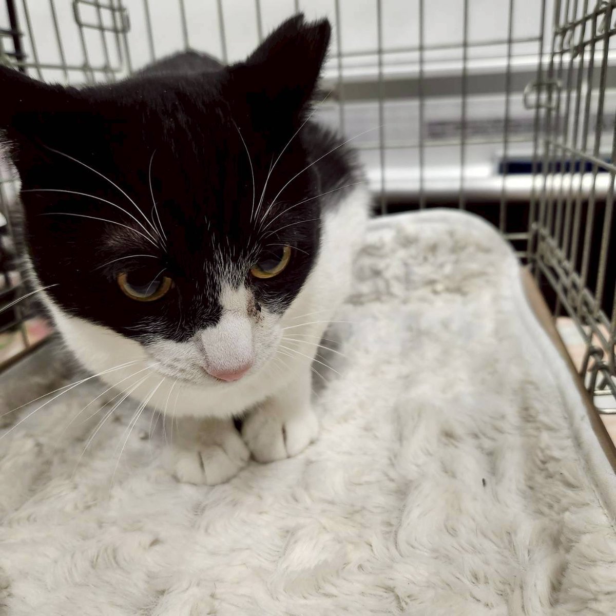 NPO法人地域猫管理協会 tweet media