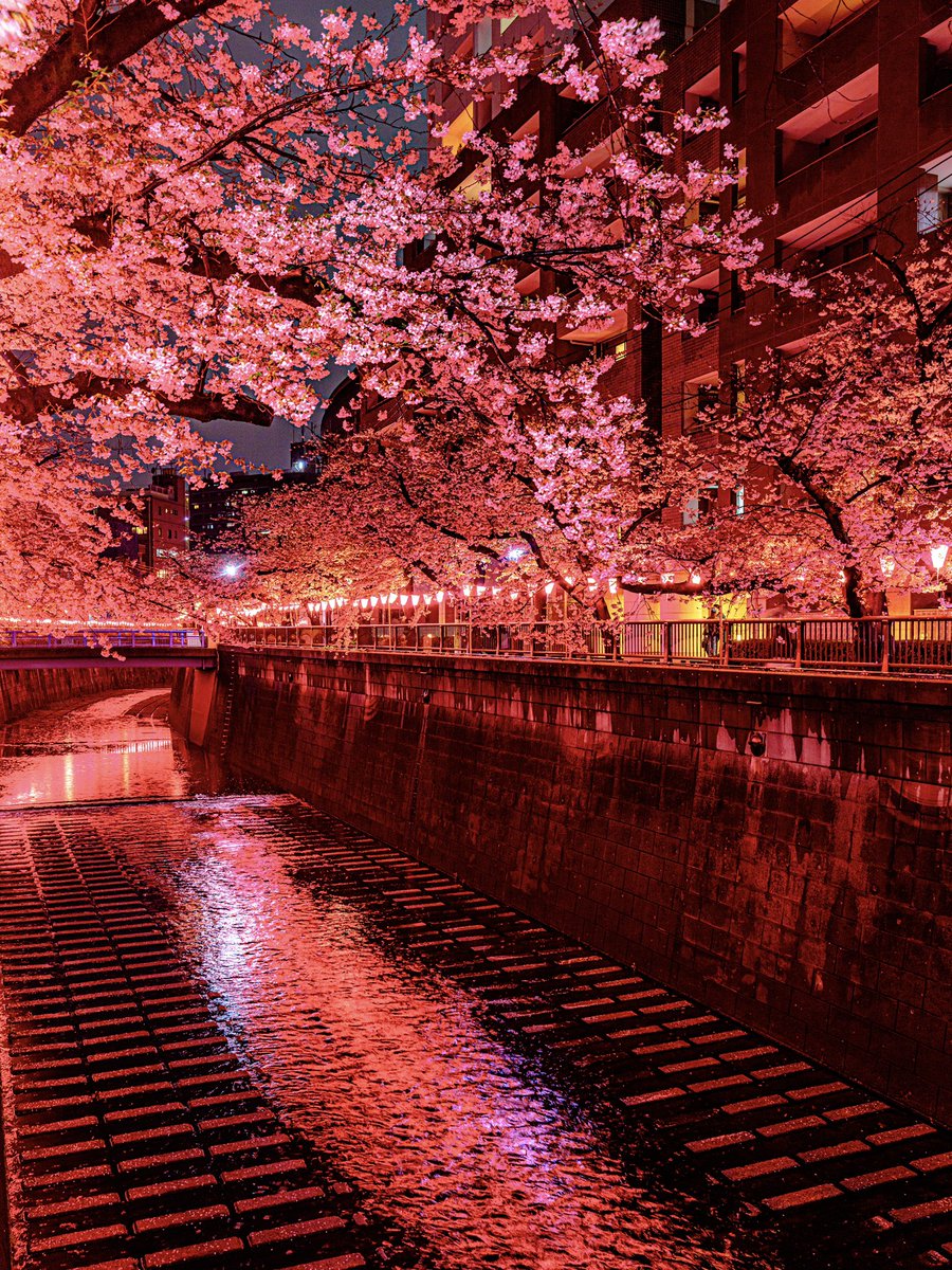 今年の目黒川の夜桜、まるで異世界でした。