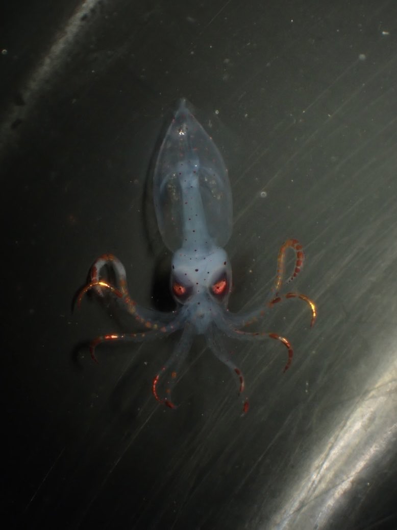 いそかさ tweet media