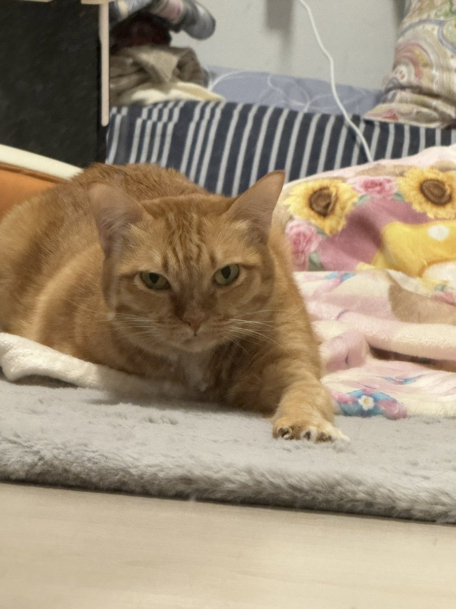 ไฮเดียร์ tweet media