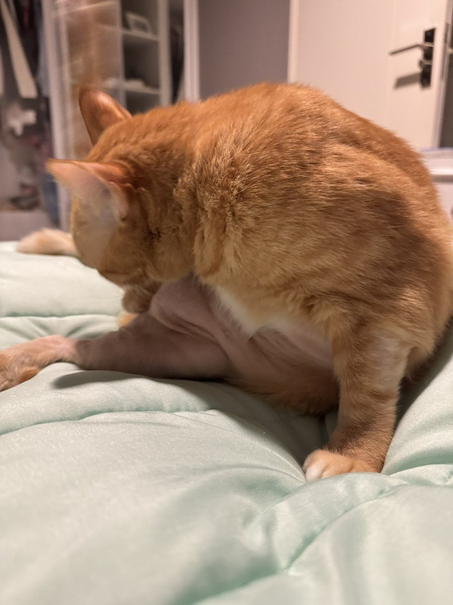 ไฮเดียร์ tweet media