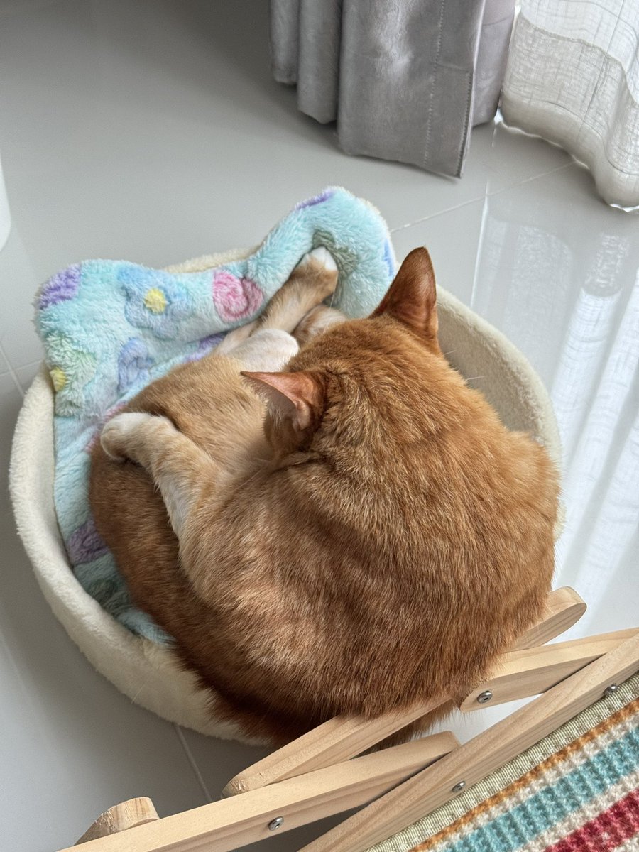 ไฮเดียร์ tweet media