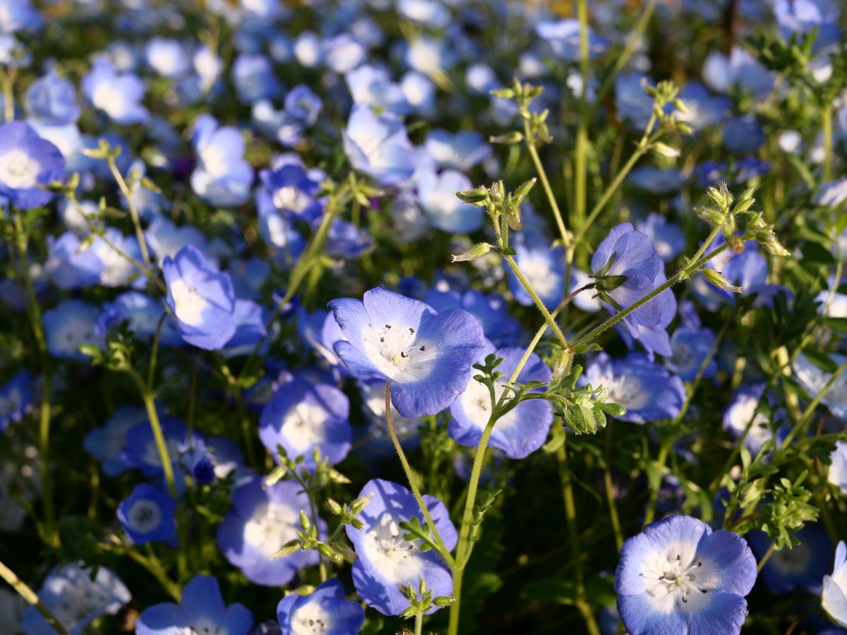 azumayo's tweet photo. 近所の花畑にて https://t.co/GqAEvGuV87