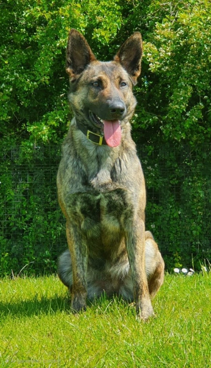 Mersey Police Dogs tweet media