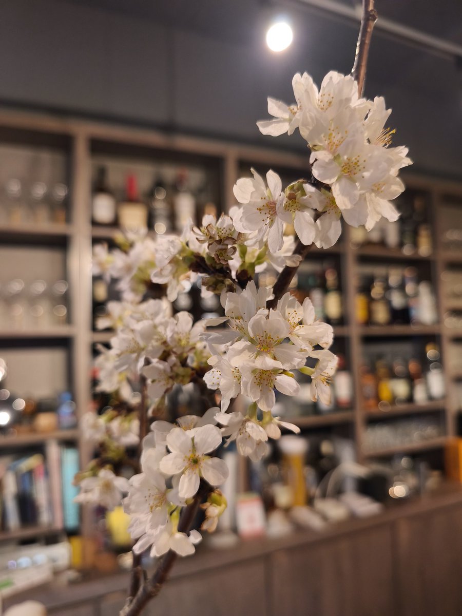 Studio BAR Mo4ca tweet media