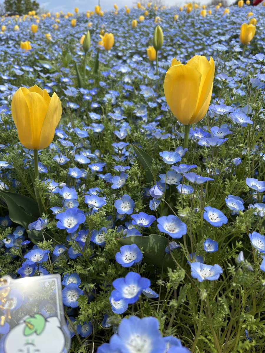 春は桜ばかりが話題になるけど
上ばかり見上げてないで
足元にだってほら
ステキな景色が広がっていますよ
＃せかよろ 
＃勝手にフォトよろ