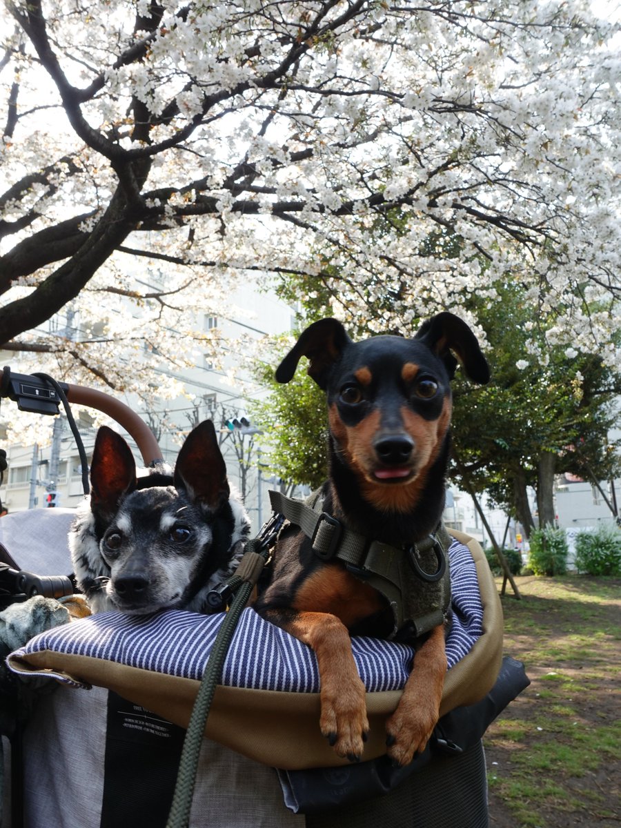 forestinheaven's tweet photo. 2026.03.29

桜の満開手前の頃

天は
写真の時はカメラ目線が得意

晨は
写真より
おやつより
隙あらば桜花を食べる

#miniaturepinscher #minipin #minpin #ミニピン #ミニチュアピンシャー #小鹿犬 #迷你品 #桜 #時差投稿 https://t.co/LcF83IfGUS