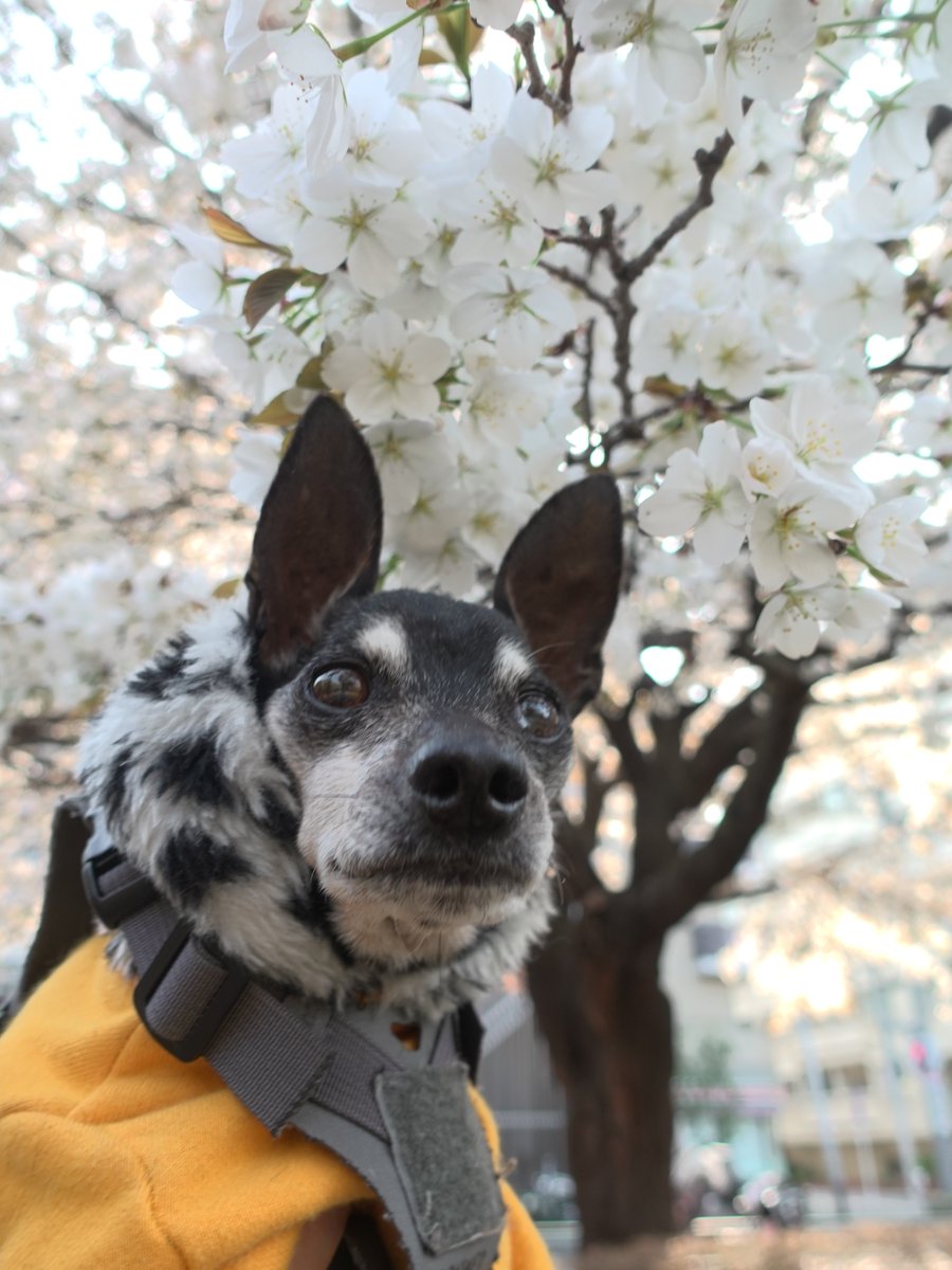 forestinheaven's tweet photo. 2026.03.29

桜の満開手前の頃

天は
写真の時はカメラ目線が得意

晨は
写真より
おやつより
隙あらば桜花を食べる

#miniaturepinscher #minipin #minpin #ミニピン #ミニチュアピンシャー #小鹿犬 #迷你品 #桜 #時差投稿 https://t.co/LcF83IfGUS