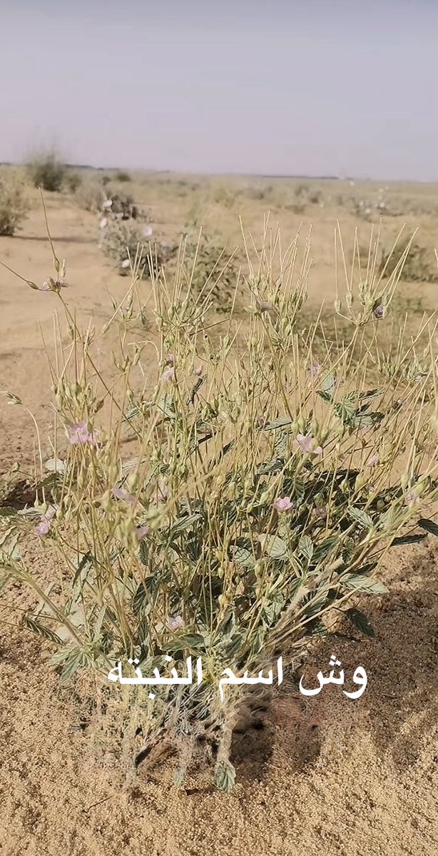 vip خاص نوادرالابل tweet media