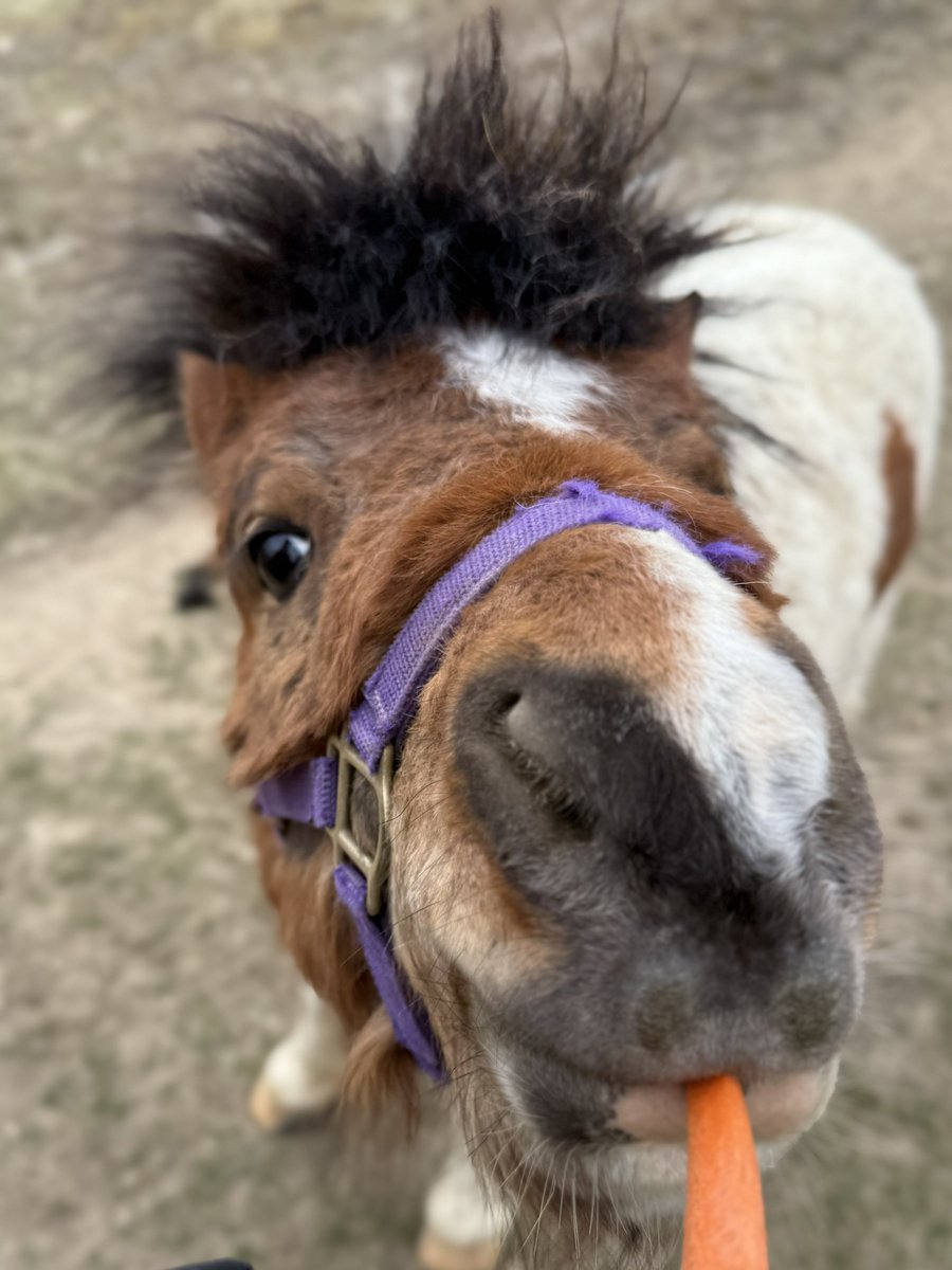 しおり tweet media