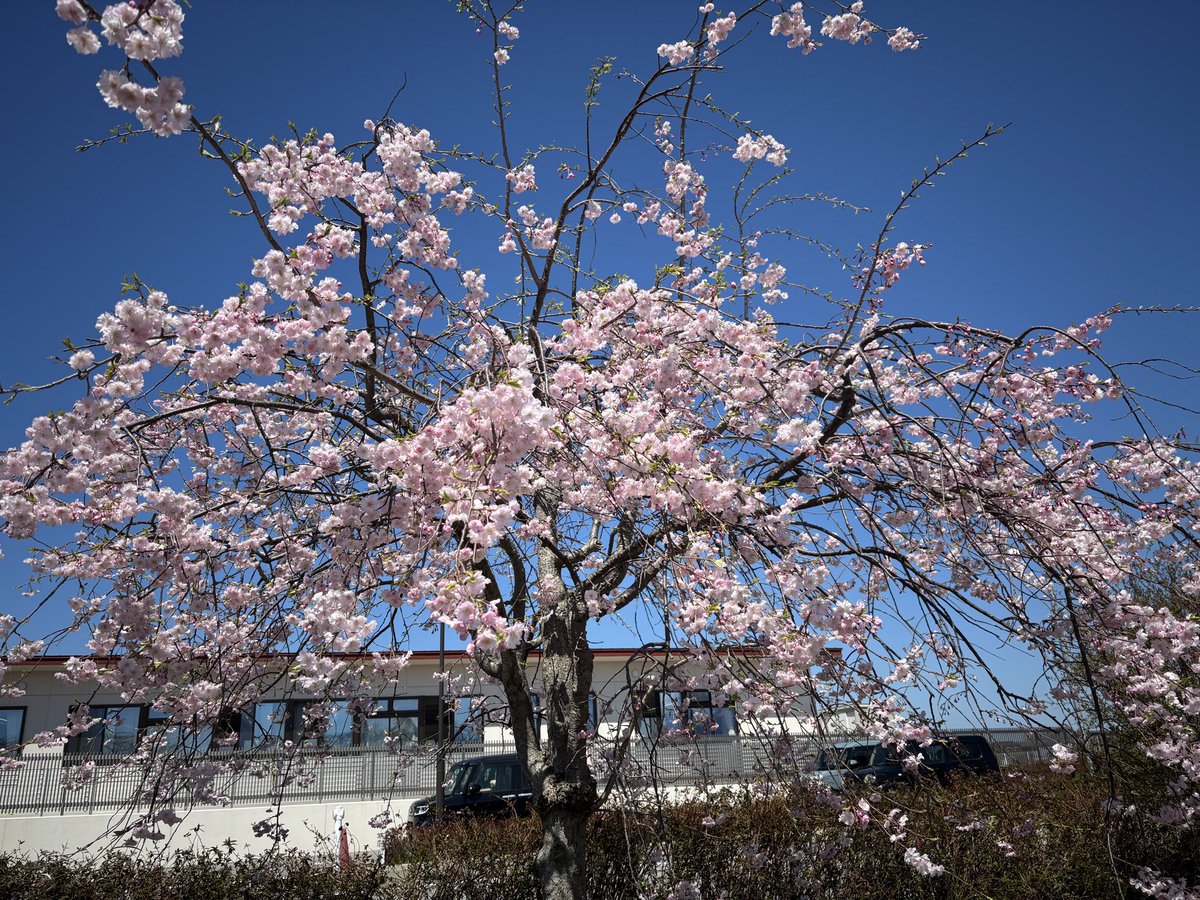 たんたんぼっち。 tweet media