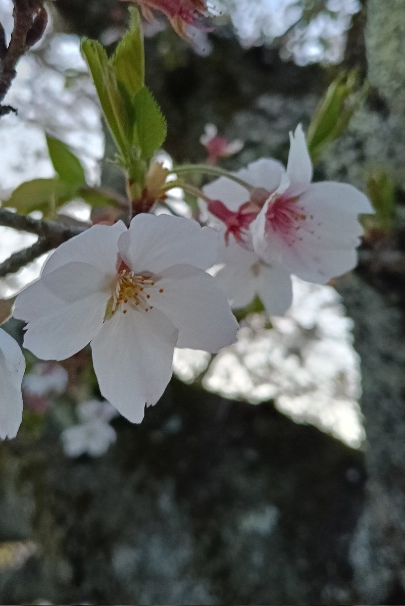 今日も一日　おつかれさんでした(^^)/　#サクラ