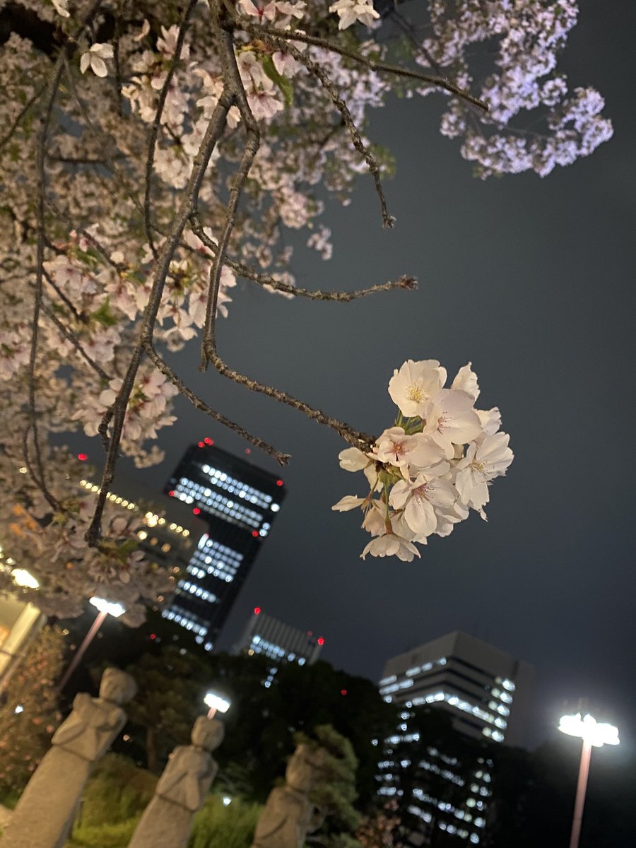 gorigon1020's tweet photo. お休みで夜桜見てきたァ����
ちょっとしか咲かない花だからいっぱい見てきたぁ❣️❣️

お昼間に見るのもいいけど夜のライトアップの夜桜が1番好き︎💕︎

癒されたぁ😊

 #京橋
 #大阪 
 #桜🌸 https://t.co/c88nHnldzB