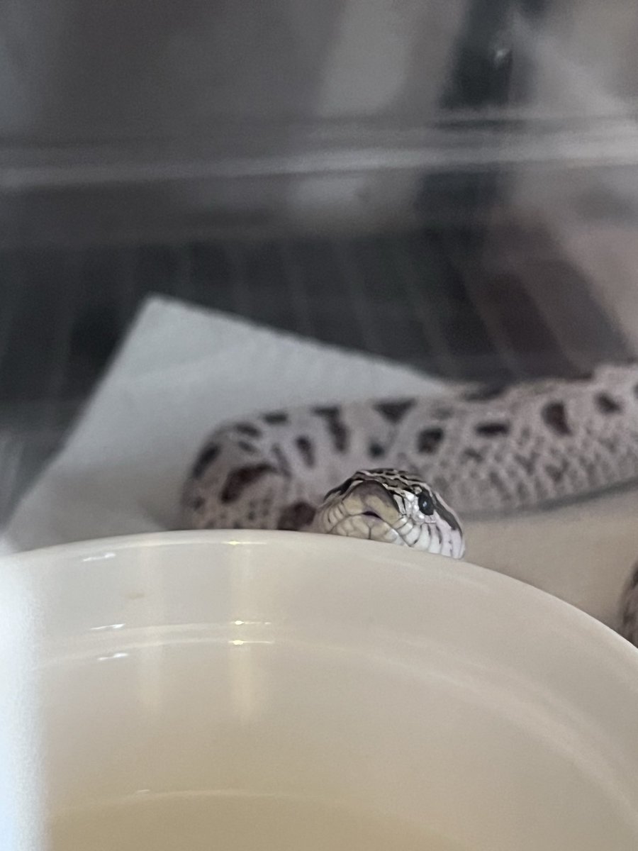 シシ•バナ tweet media