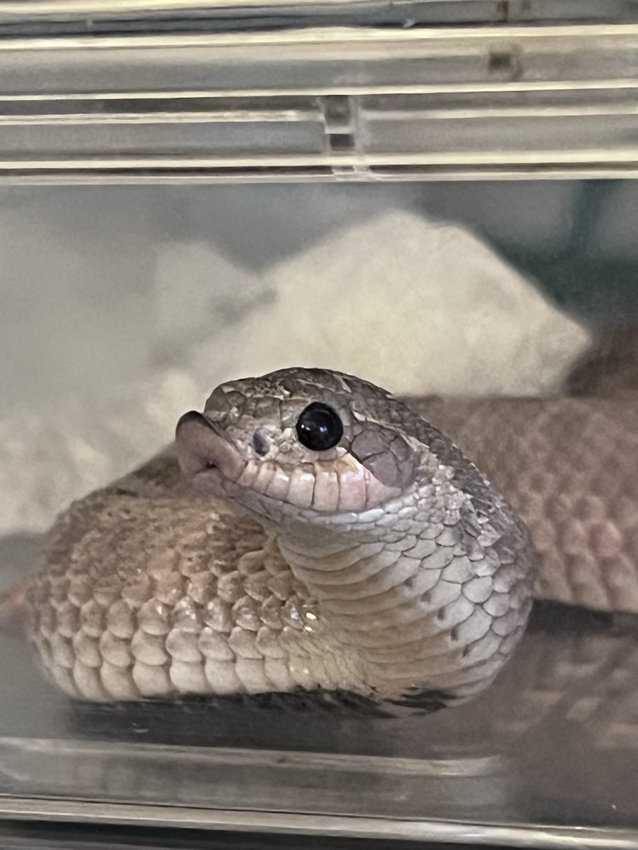 シシ•バナ tweet media