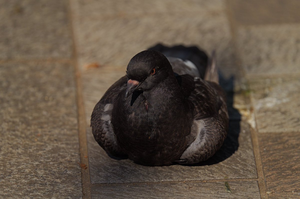 ばってりーよしだ@HWS CANINE tweet media