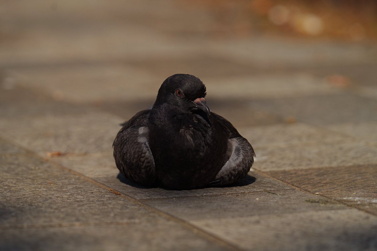 ばってりーよしだ@HWS CANINE tweet media