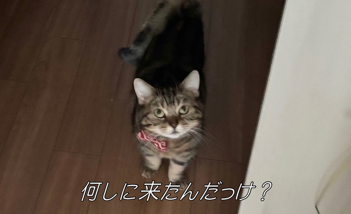 長毛アメショと短毛アメショ tweet media