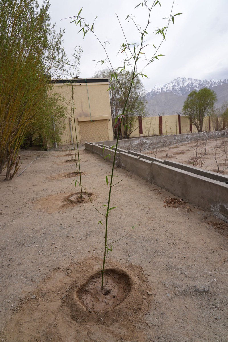 Pleased to share that the UT Administration has undertaken a unique initiative of planting Bamboos and flowering trees like Gulmohar, Jacaranda, Bougainvillea and Amaltas, for the first time in Leh.

The saplings brought in from Delhi, were kept under controlled conditions for 10