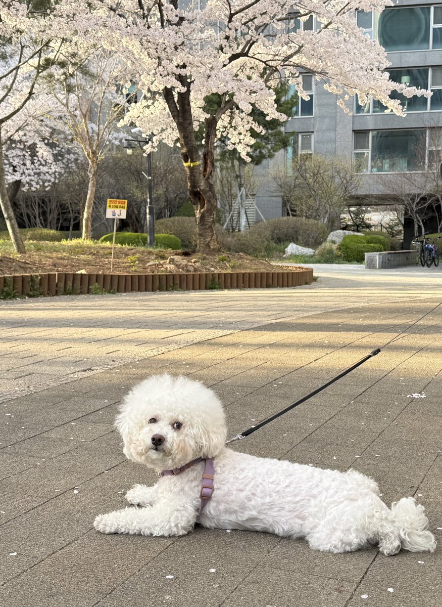호랑 tweet media