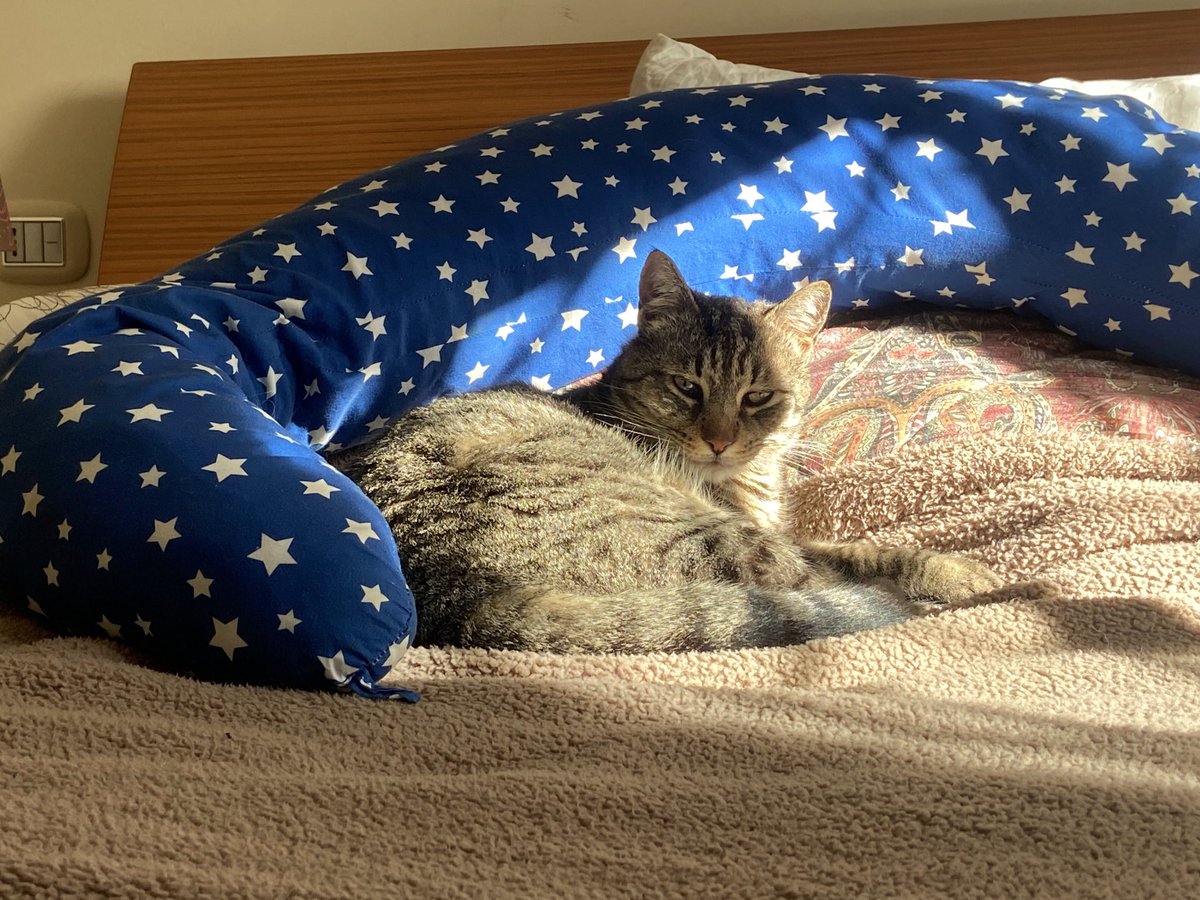 Mocassino Acquatico tweet media