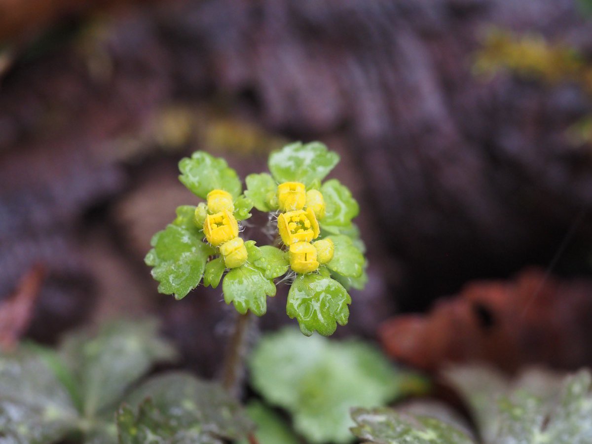 MasA naTureeee tweet media