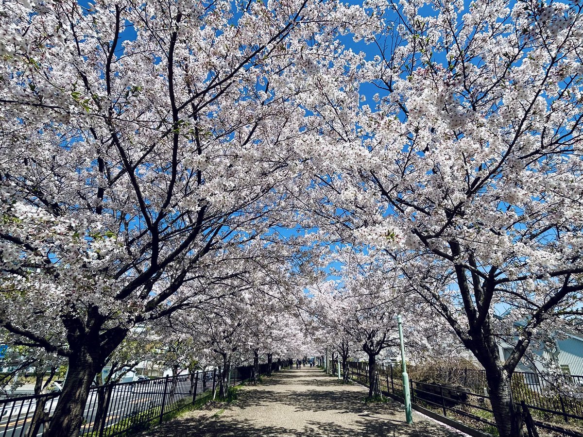 furukiyoki_may2's tweet photo. 神戸 春日野道の遊歩道…桜が満開🌸
かつての貨物支線・神戸臨港線跡にロマンを感じながら歩けるのがいい https://t.co/uRKMI0cy3m