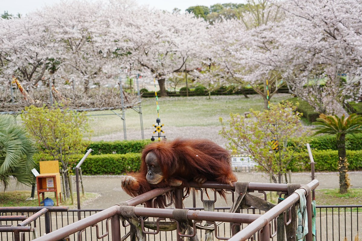 市川市動植物園（公式） tweet media