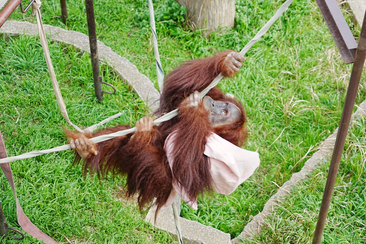 市川市動植物園（公式） tweet media