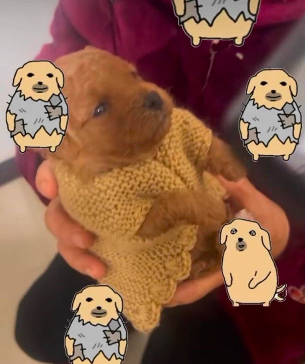 everything dogs 🐶 tweet media