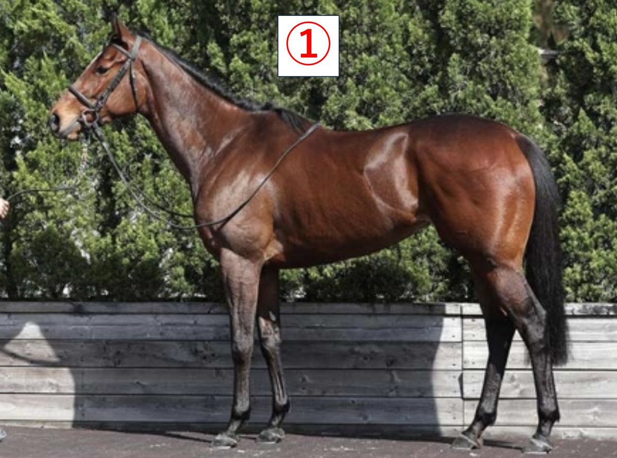 ハヤトラ tweet media