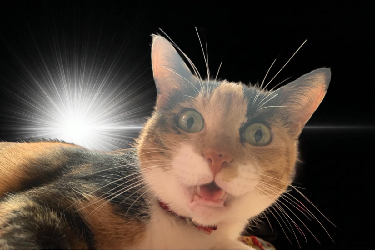 🐹こごめゆきお (@sssnowly) on Twitter photo 